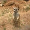 crystal_pardo